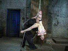 Curvaceous chick gets hog tied and suspended. Later on the master drills her vagina with a big dildo.