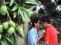 Outdoor Picnic Cock Sucking Latinos