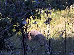 Voyeur .. med Par i dansk Skov .