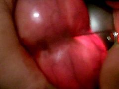 eier