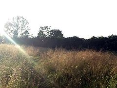 Sunny wank