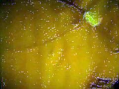 amateur argenta x whatsapp