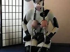 latex cow milking