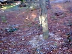 Evening Walk Nov. 11, 2017