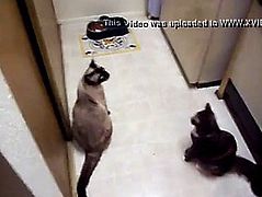 Hawt breasty aunt groped whilst trying to feed cats threatening-threatening grope-web camera.com