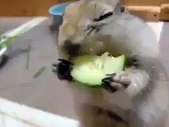 Cute Hamster