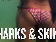 Sharks   Skin